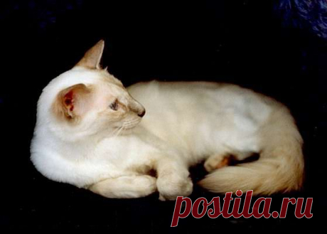 Породы кошек. Балинезийская кошка.
https://oldcats.ru/porody/balineziyskaya_b_1.htm
Породы кошек. Балинезийская кошка.
порода кошек: 103 тыс изображений найдено в Яндекс.Картинках
