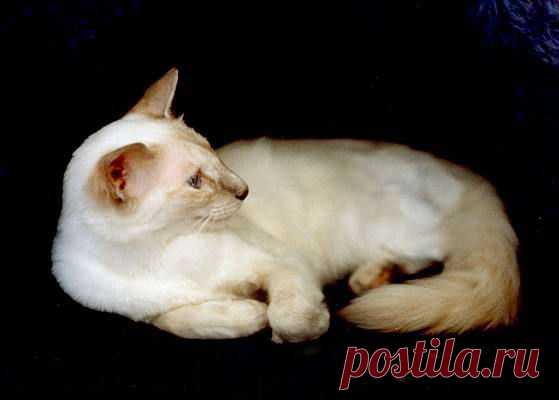 Породы кошек. Балинезийская кошка.
http://oldcats.ru/porody/balineziyskaya_b_1.htm
Породы кошек. Балинезийская кошка.
порода кошек: 103 тыс изображений найдено в Яндекс.Картинках
