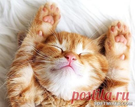 Самые дружелюбные породы кошек