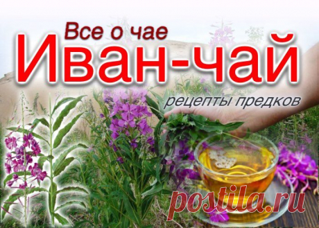 Иван-чай (копорский чай). Все о чае: свойства, приготовление, показания, противопоказания