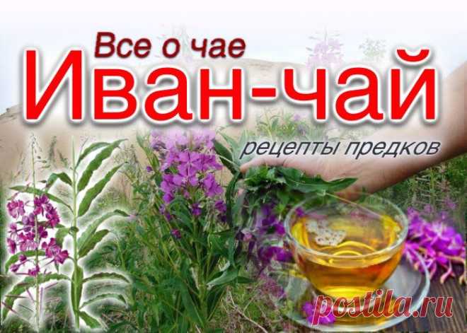 Иван-чай (копорский чай). Все о чае: свойства, приготовление, показания, противопоказания