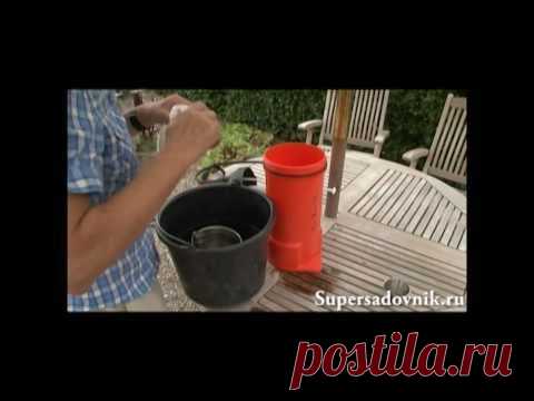 Тля: народные методы борьбы с тлей