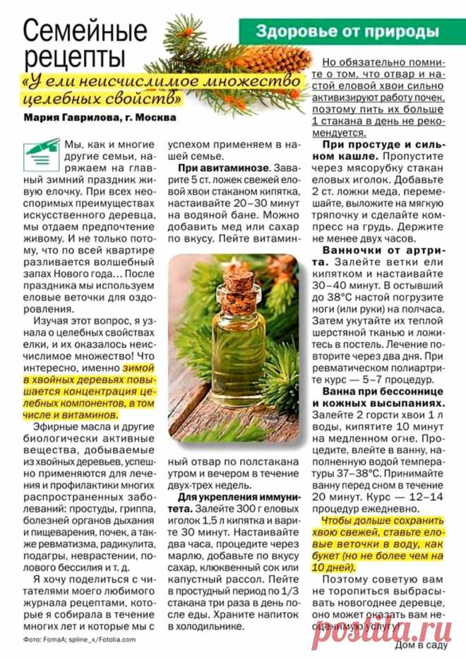 Ель- целебные свойства
