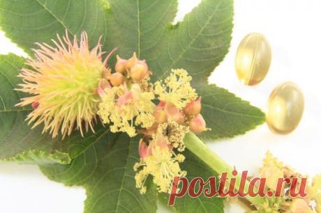 Касторовое масло – применение и лечение в домашних условиях