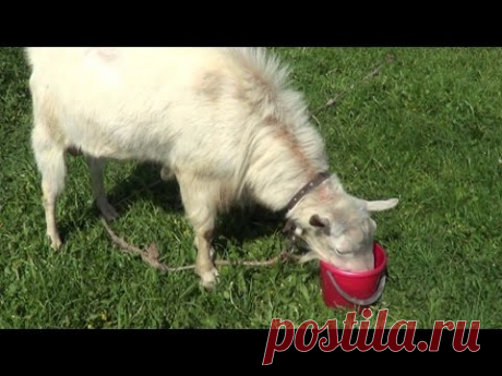 ВЛОГ/VLOG Кладбище/Приключения в Деревне✔Elena Matveeva - YouTube