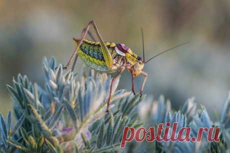 Изофия крымская – бескрылый прожорливый кузнечик, считающийся вредителем из-за пристрастия к поеданию листьев винограда. Снимок сделан на горе Джан-Кутаран в окрестностях Коктебеля; автор – Максим Стефанович: nat-geo.ru/community/user/115321