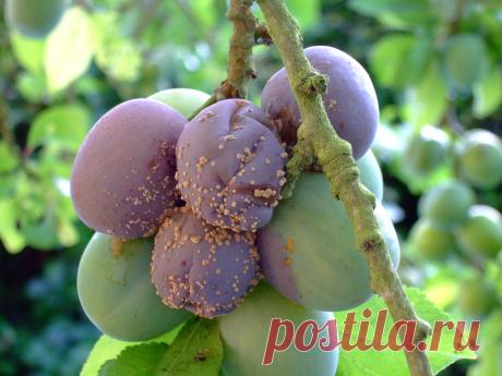 Чем обработать сливу от монилиоза в апреле. Проверенные средства | Дачные секреты от Виктории Радзевской | Яндекс Дзен