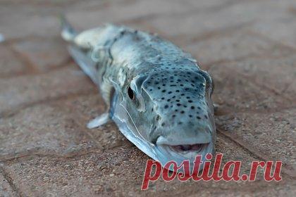 Россиянину продали ядовитый и смертельно опасный товар в супермаркете