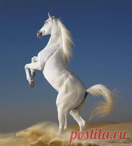Само совершенство!