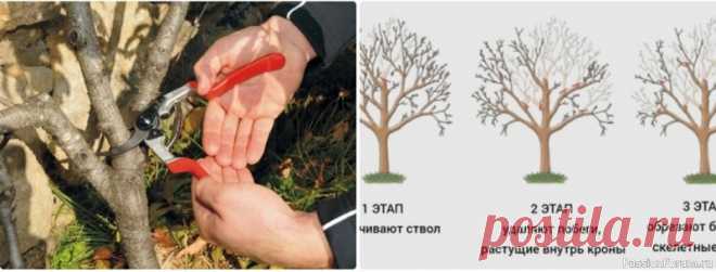 Золотые правила обрезки плодовых на участке Самое лучшее время для обрезки деревьев — поздняя зима и ранняя весна до того, как начнется новый рост — это благоприятный период для обрезки большинства садовых растений включая фруктовые деревья, ягодные и декоративные кусты розы. Чтобы помочь вам сделать обрезку деревьев...