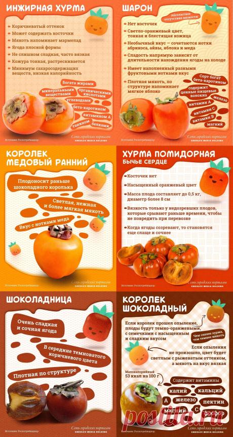 Популярные виды хурмы