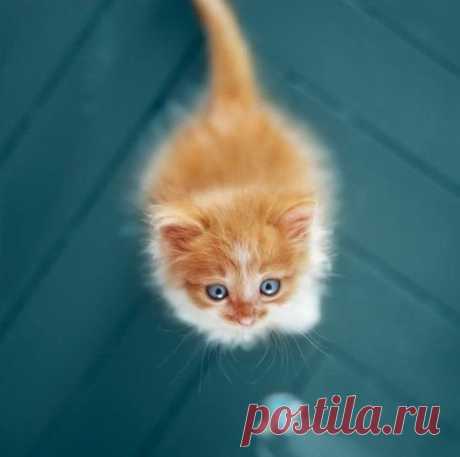 Кот