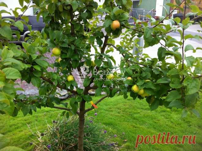 Как вырастить яблоню из семечка. Подготовка, посадка и уход с фото Выращивание яблони, как вырастить яблоню из ветки или косточки, советы, рекомендации, фото. Как вырастить яблоню из семечки: использование для прививания