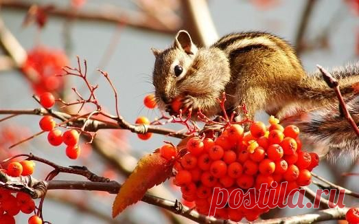 Все полезные свойства черноплодной рябины