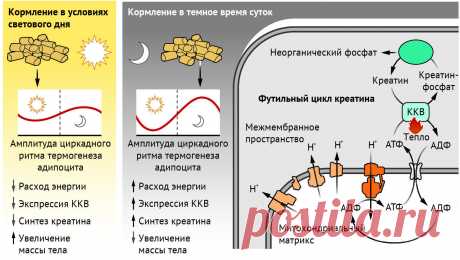 Прием пищи в четко установленное время позволяет контролировать расход энергии