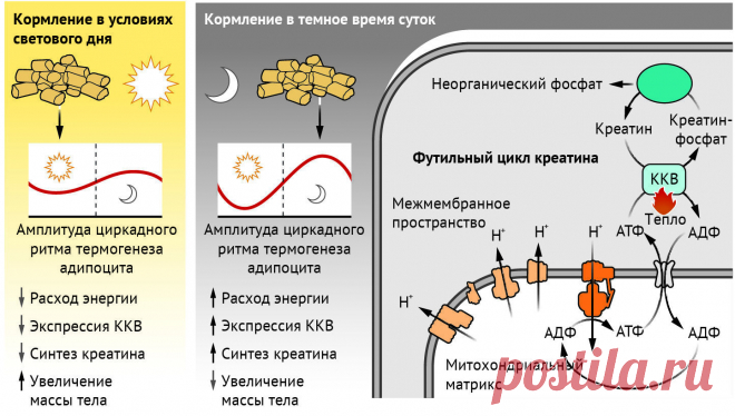 Прием пищи в четко установленное время позволяет контролировать расход энергии