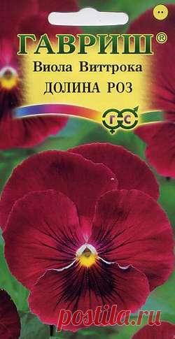 виола виттрока долина роз фото - 198 картинок. Поиск Mail.Ru