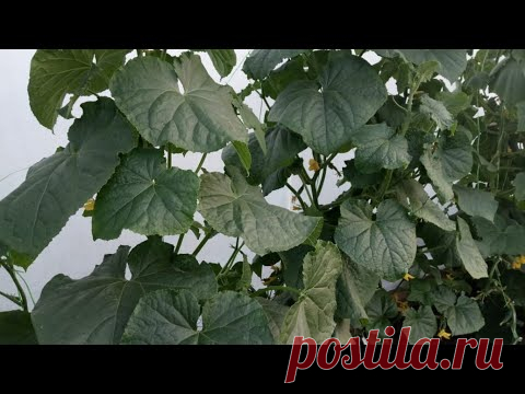 ЛУЧШИЕ ПОДКОРМКИ ДЛЯ ОГУРЦОВ! УВЕЛИЧИВАЮТ УРОЖАЙ В 2 РАЗА!