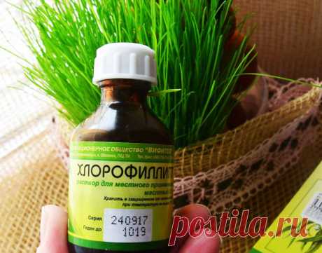 «Хлорофиллипт»: цена вопроса — копейки! 15 проверенных временем рецептов