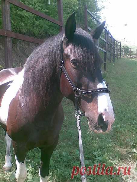 Сына - альбомы - Silence Silence - конники - equestrian.ru