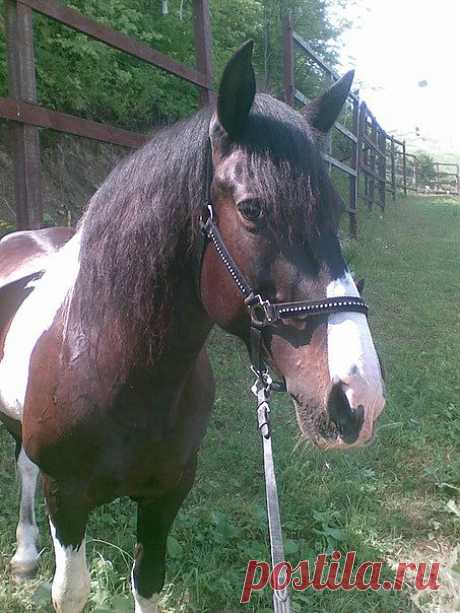 Сына - альбомы - Silence Silence - конники - equestrian.ru