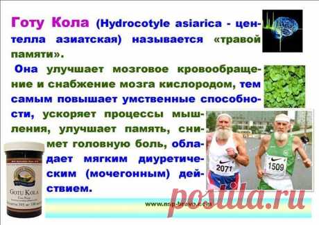 Готу Кола  оказывает эффективную помощь в развитии памяти и интеллекта, стимулирует мозговые ткани, расширяя таким образом возможности познания и понимания.
Готу кола облегчает стресс и успокаивает ум.
Эта трава помогает энергии мозга проходить между правым и левым полушариями. Особое действие оказывает готу кола на ум и высшее сознание