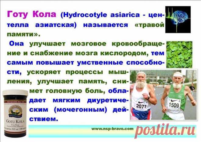 Готу Кола  оказывает эффективную помощь в развитии памяти и интеллекта, стимулирует мозговые ткани, расширяя таким образом возможности познания и понимания.
Готу кола облегчает стресс и успокаивает ум.
Эта трава помогает энергии мозга проходить между правым и левым полушариями. Особое действие оказывает готу кола на ум и высшее сознание