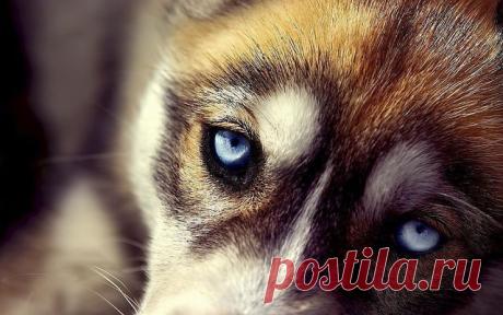 Глаза друга