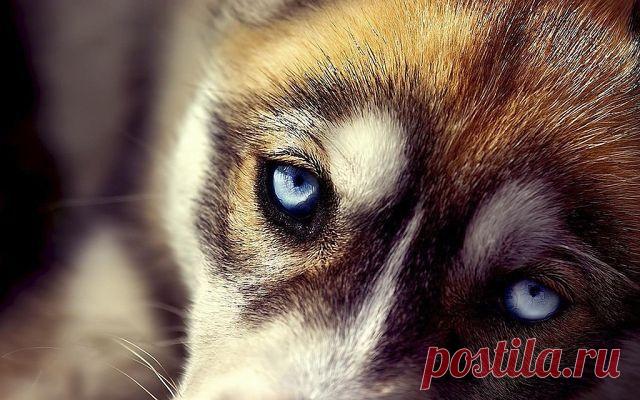 Глаза друга