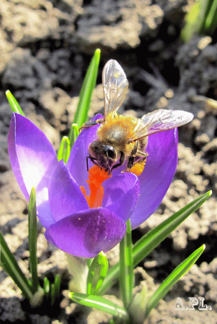 Живые фотографии – Живые картинки – Сообщество – Google+