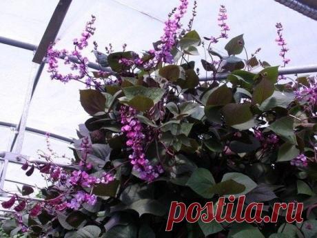 Эти чудные бобы увьют заборы и столбы - Садоводка