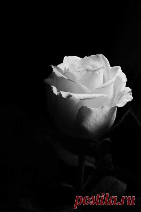 (4) Pinterest