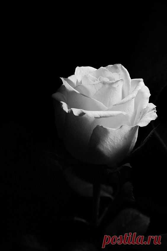 (4) Pinterest