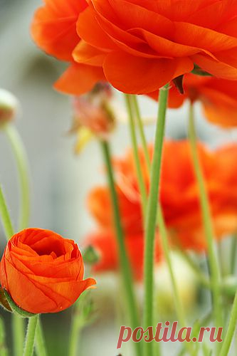 Orange | Amazing Pictures - Amazing Pictures, Images, Photography from Travels All Aronud the World