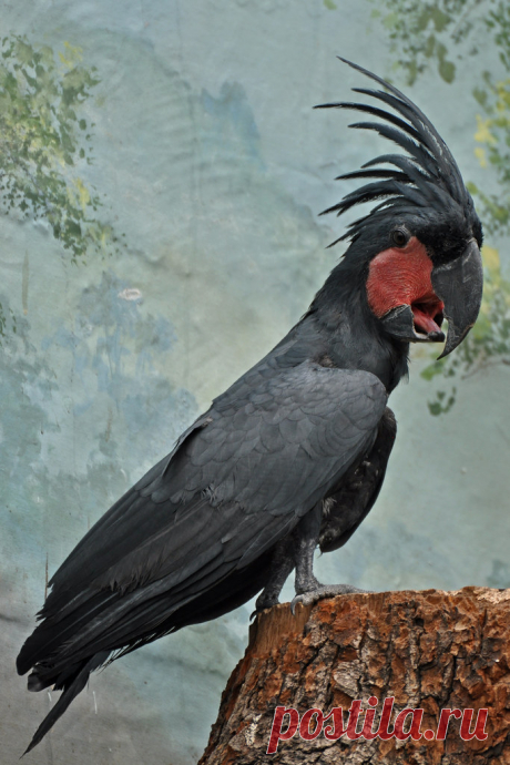 Palm Cockatoo Palmkaketoe (Probosciger aterrimus)  Kölner Zoo, Cologne, Germany Conservation status:  Least concern