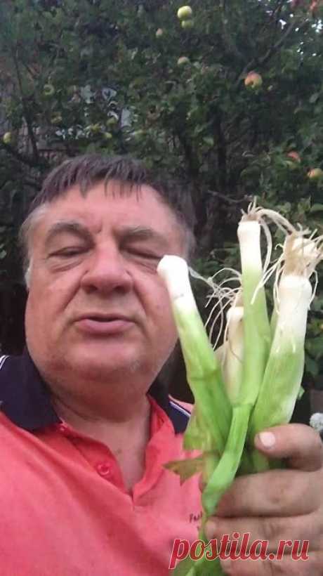 Похвальное слово порею!