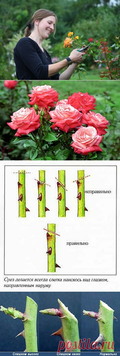 Как правильно обрезать розы на зиму: