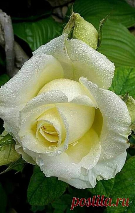 Google+