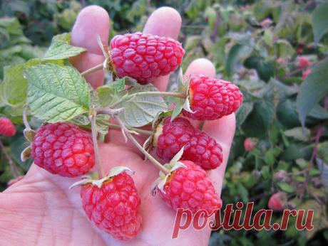 Малинка как картинка - хитрости ремонтантной малины