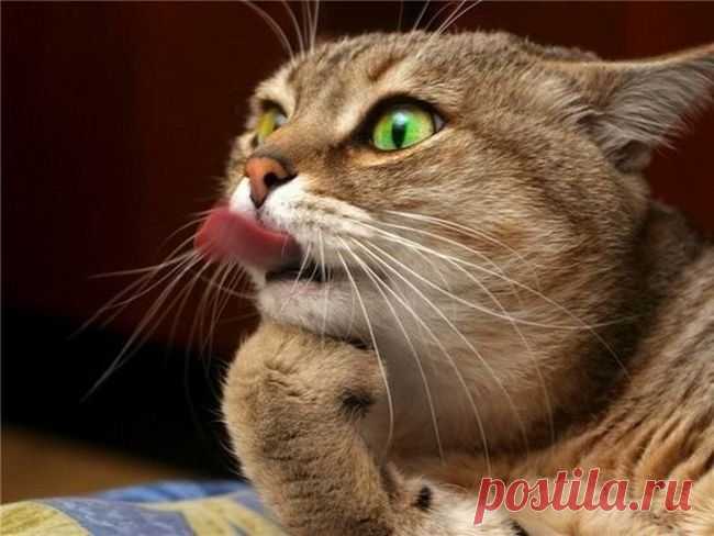 Как разговаривать с кошкой?