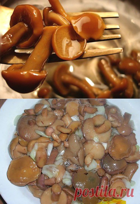 Консервируем маслята: маринованные и соленые грибы на зиму / Простые рецепты