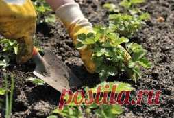 Сажаем клубнику в августе - Садоводка