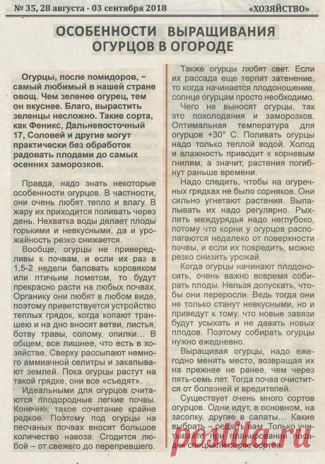 Особенности выращивания огурцов в огороде