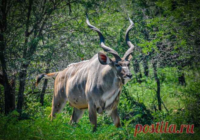 A male greater Kudu Kruger Nationalpark South Africa
