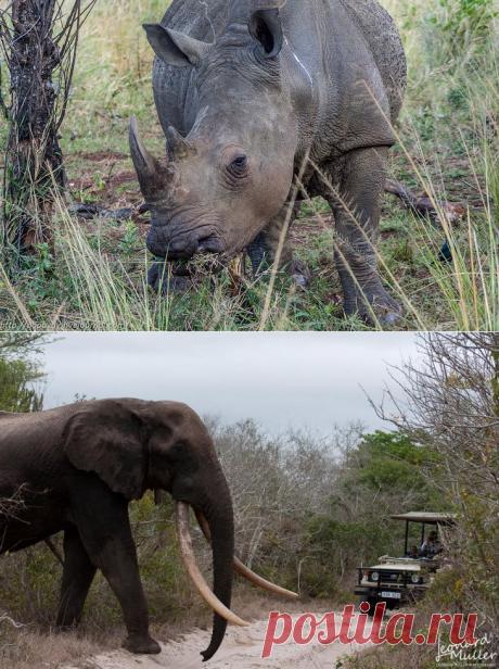 >> Беззащитные гиганты | ФОТО НОВОСТИ