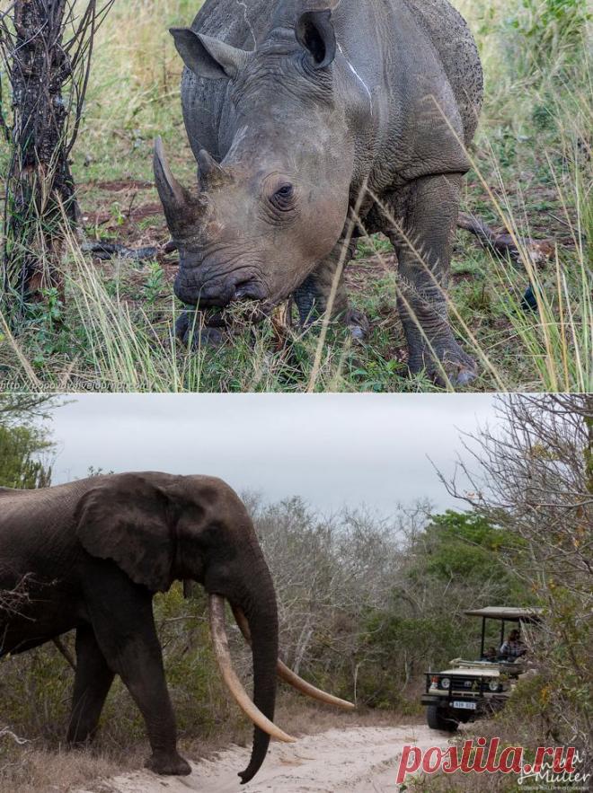 >> Беззащитные гиганты | ФОТО НОВОСТИ