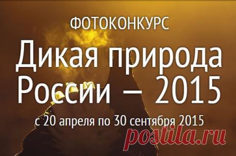 Дикая природа России-2015.  Конкурс проводит Общество с ограниченной ответственностью «Юнайтед Пресс» при поддержке Всероссийской общественной организации «Русское географическое общество».
Прием работ осуществляется с 20 апреля 2015 года по 30 сентября 2015 года на сайте nat-geo.ru. Определение финалистов и победителей конкурса будет проведено с 1 октября 2015 по 31 октября 2015. По итогам конкурса состоится итоговая выставка лучших работ Участников Конкурса, как в Москве, так и в регионах Рос