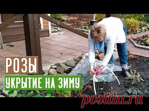 УКРЫТИЕ РОЗ НА ЗИМУ 🌹 Просто и эффективно / Садовый гид
