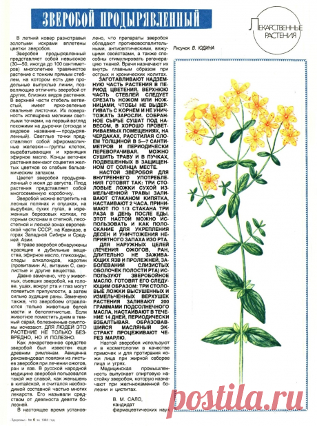 Зверобой продырявленный