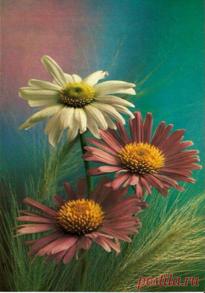 Фото Э. Стейнерта. Изд-во "Планета". 1986. Тир. 2 млн. Московская типография №5.